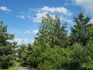 Ein Wald wie im Bilderbuch - Sommer, Sonne, Bäume!