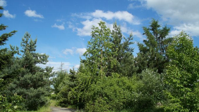 Ein Wald wie im Bilderbuch - Sommer, Sonne, Bäume!