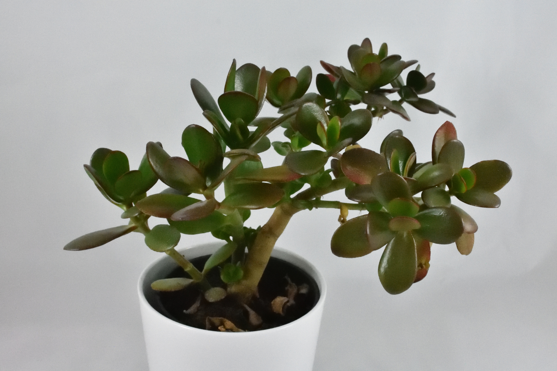 Ein kleiner Geldbaum (Crassula ovata) als Zimmerpflanze.