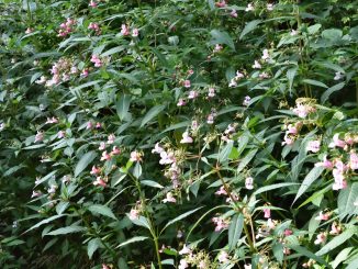 Springkraut (Impatiens glandulifera) wächst am Ufer eines kleinen Baches.