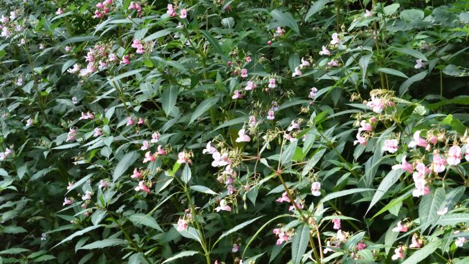 Springkraut (Impatiens glandulifera) wächst am Ufer eines kleinen Baches.