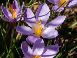 Krokusse - die typischen Frühlingsblüher läuten den Beginn der warmen Jahreszeit ein. Und sind auch mitten auf Rasenflächen ein hübscher Anblick.