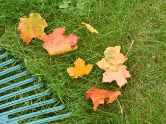 Rasenpflege im Herbst - was am Ende des Gartenjahres noch zu tun ist.