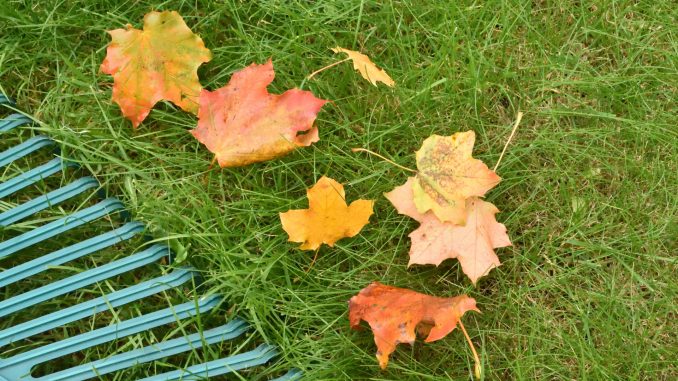 Rasenpflege im Herbst - was am Ende des Gartenjahres noch zu tun ist.