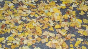 Alles, was vom Herbst übrig bleibt: Viele Blätter auf dem Boden.