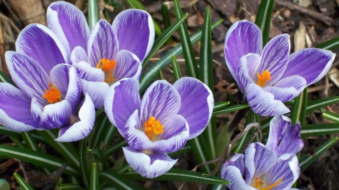 Krokusse - die typischen Frühlingsblüher setzen farbige Akzente.