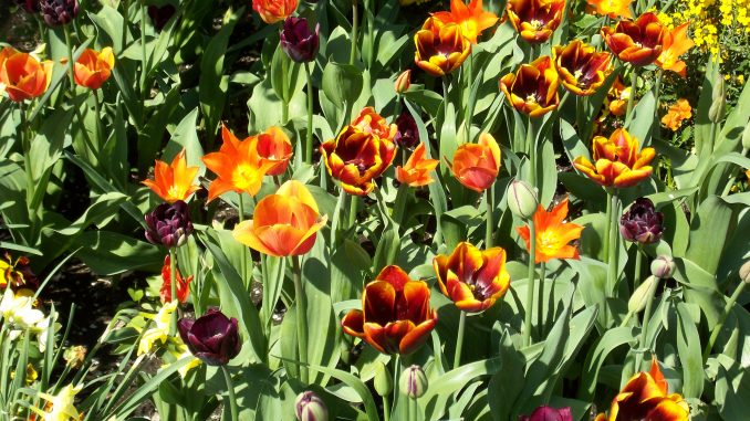 So schön blüht der Frühling: Ein Blumenbeet aus orange/roten Tulpen ist ein echter Blickfang.