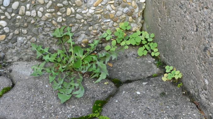 Der Alptraum eines jeden pedantisch veranlagten Gärtners: Unkraut!