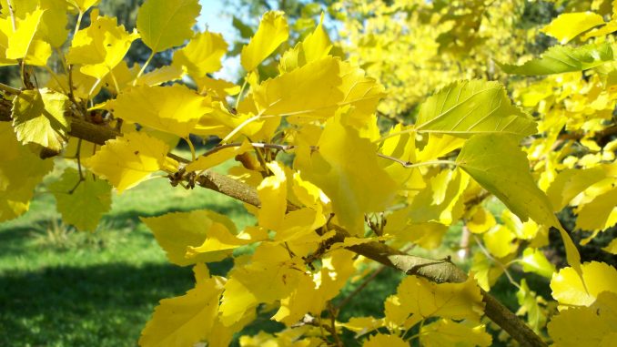 Das bunte Farbenspiel der Natur verrät uns: Der Herbst ist da!