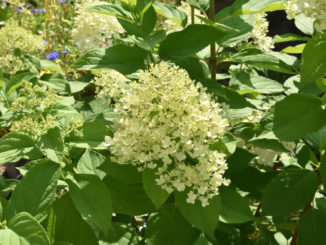 Hortensien - die beliebten Gartenpflanzen brauchen nur wenig Pflege und blühen den ganzen Sommer lang.