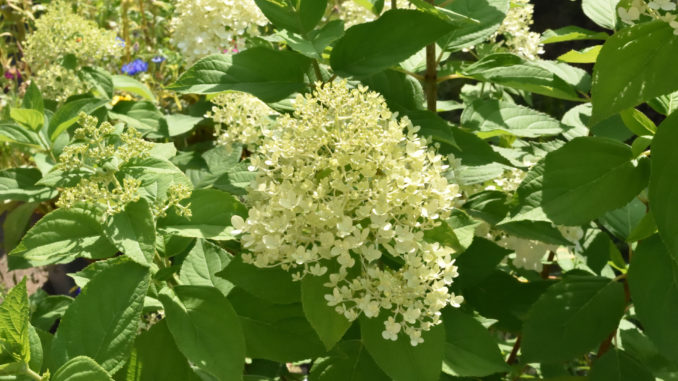 Hortensien - die beliebten Gartenpflanzen brauchen nur wenig Pflege und blühen den ganzen Sommer lang.