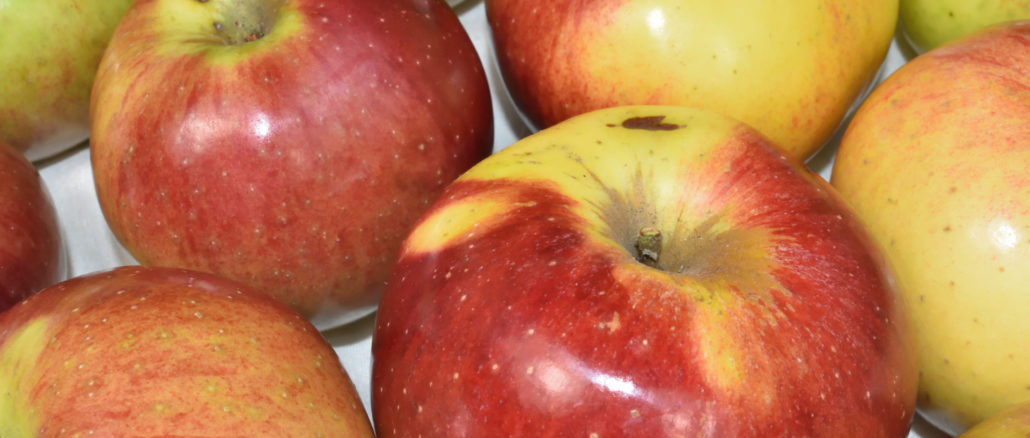 Auch wenn Äpfel aus dem eigenen Garten selten perfekt aussehen - gesund sind sie in jedem Fall!