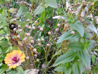 Die letzten Blüten des Jahres - im Herbst ist es an der Zeit, im Garten aufzuräumen!