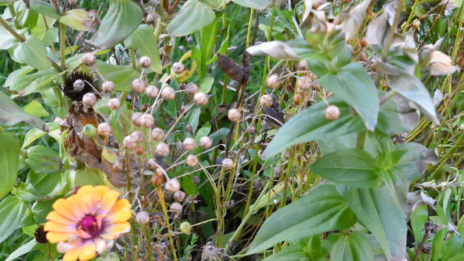 Die letzten Blüten des Jahres - im Herbst ist es an der Zeit, im Garten aufzuräumen!