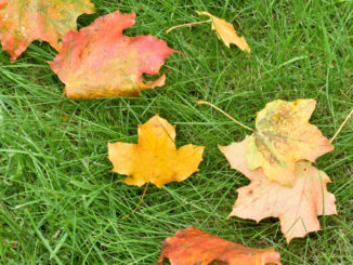 Meistens bleibt es im Herbst nicht nur bei ein paar Blättern - Laub kann ziemlich viel Arbeit machen!