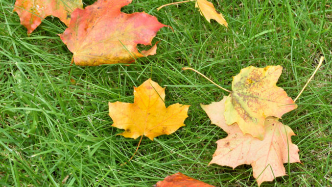 Meistens bleibt es im Herbst nicht nur bei ein paar Blättern - Laub kann ziemlich viel Arbeit machen!