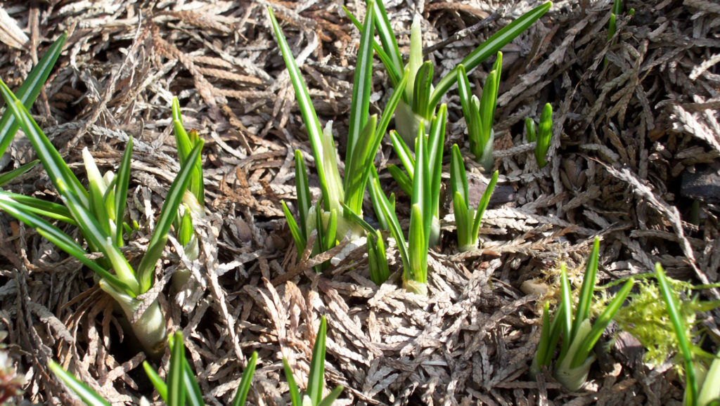 Blätter eines Krokus | Nicht mehr lange, dann ist es endlich soweit: Nur noch ein paar wenige sonnige Tage und die ersten Krokusse verkünden das Ende des Winters.