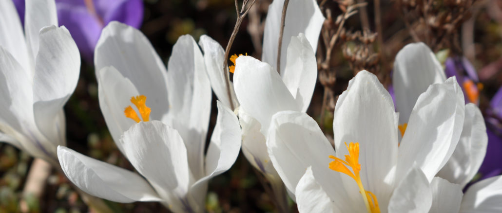 Die Sonne scheint und die Natur erwacht zu neuem Leben! Na, auch schon Frühlingsgefühle?