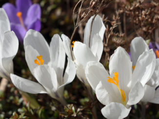 Die Sonne scheint und die Natur erwacht zu neuem Leben! Na, auch schon Frühlingsgefühle?