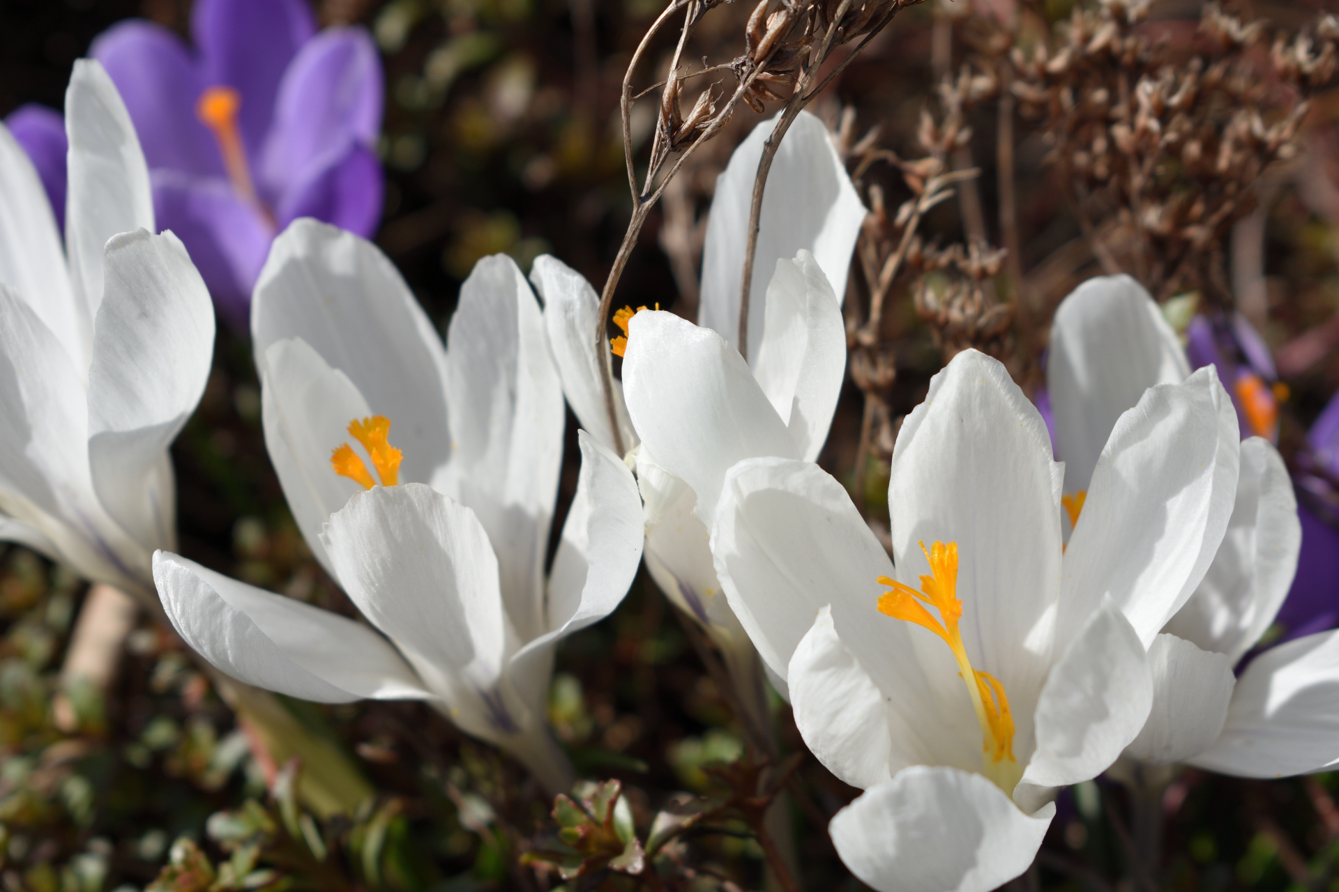 Der Frühling ist da! (Bildergalerie 4/10)