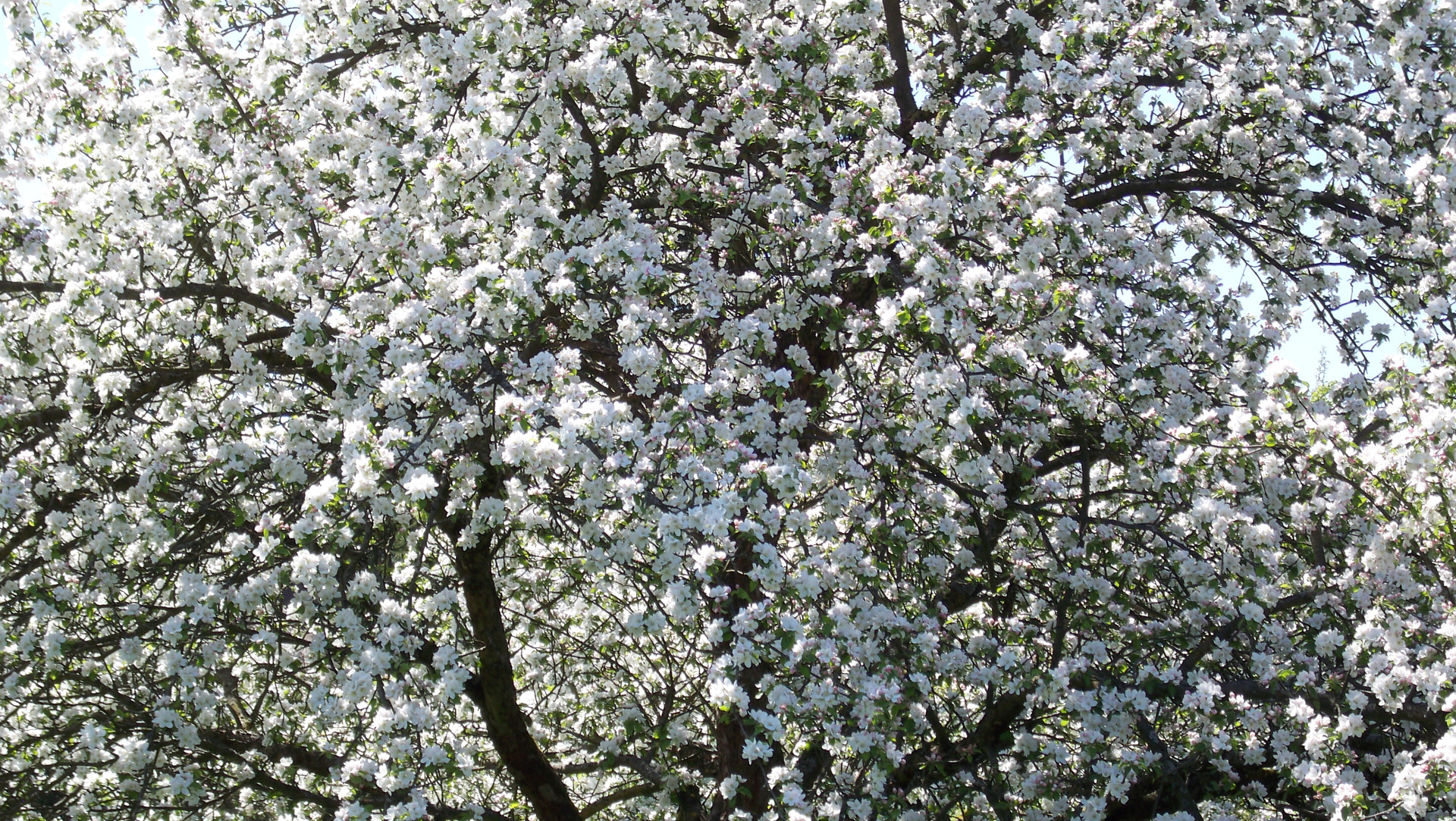 Der Frühling ist da! (Bildergalerie 10/10)