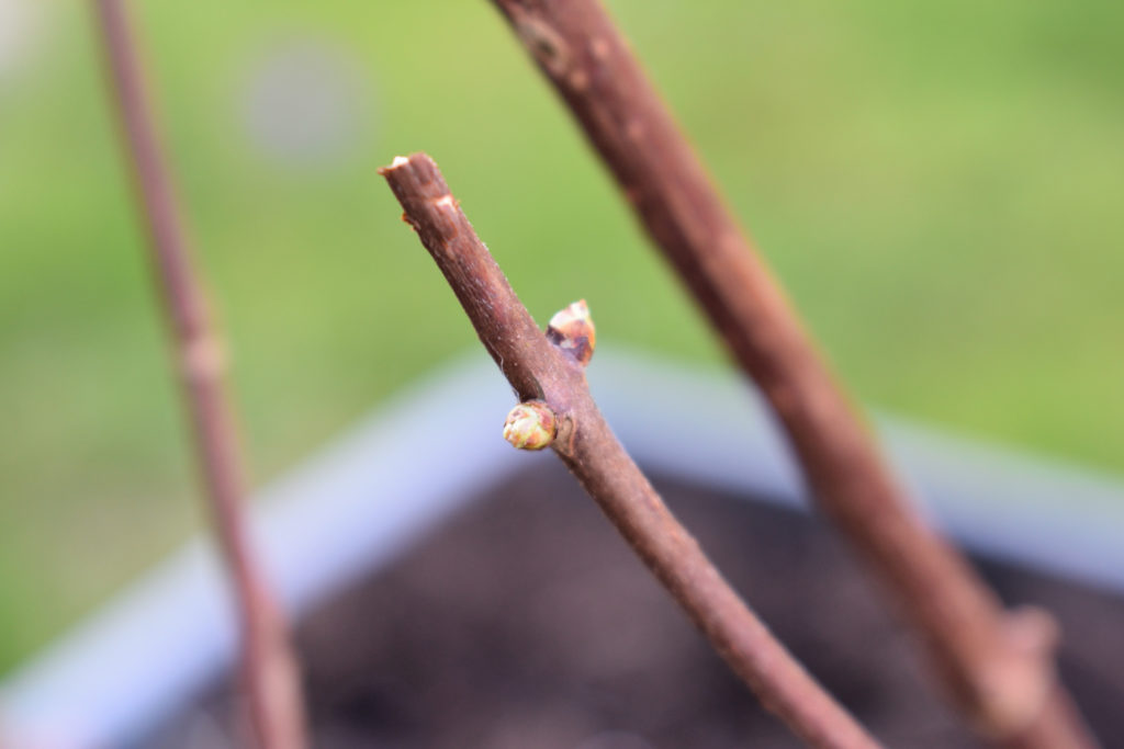 Knospen einer Hortensie | Dieser Hortensie kann es mit den ersten Blättern gar nicht schnell genug gehen... sie war dieses Jahr besonders früh dran!