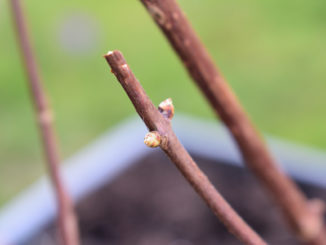 Anfangs noch kahl, bald aber in voller Blüte - im Frühling erwacht die Natur!