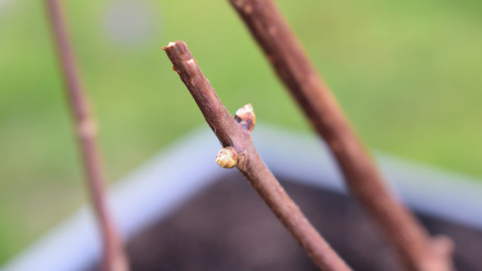 Anfangs noch kahl, bald aber in voller Blüte - im Frühling erwacht die Natur!