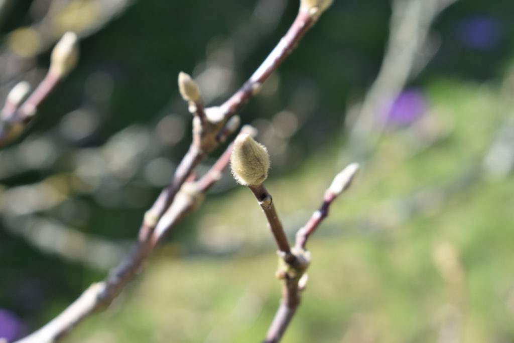 Knospen einer Magnolie | Aus dieser unscheinbaren Knospe entsteht schon bald die wunderschöne Blüte einer Magnolie.