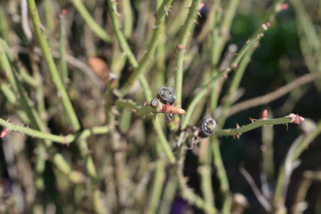 Austrieb einer Gartenrose (Rose de Resht) | Auch bei den Rosen zeigen sich bereits die ersten Ansätze neuer Blätter. Ein klares Zeichen: Der Frühling ist da!