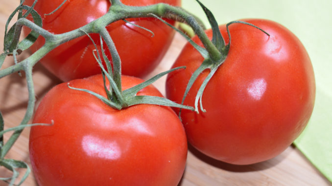 Strauchtomaten schmecken besonders aromatisch und sind lange haltbar - sie zählen deshalb nicht umsonst zu den Lieblingstomaten der Deutschen.