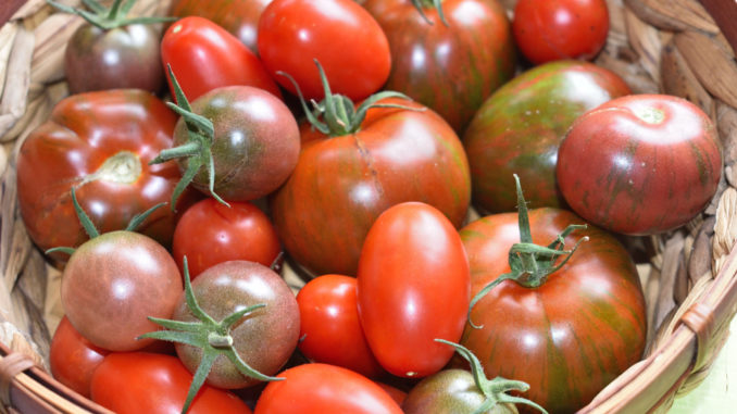 Die gibt's nicht nur in rot - Tomaten bieten eine unglaubliche Vielfalt in Form, Farbe und Geschmack.