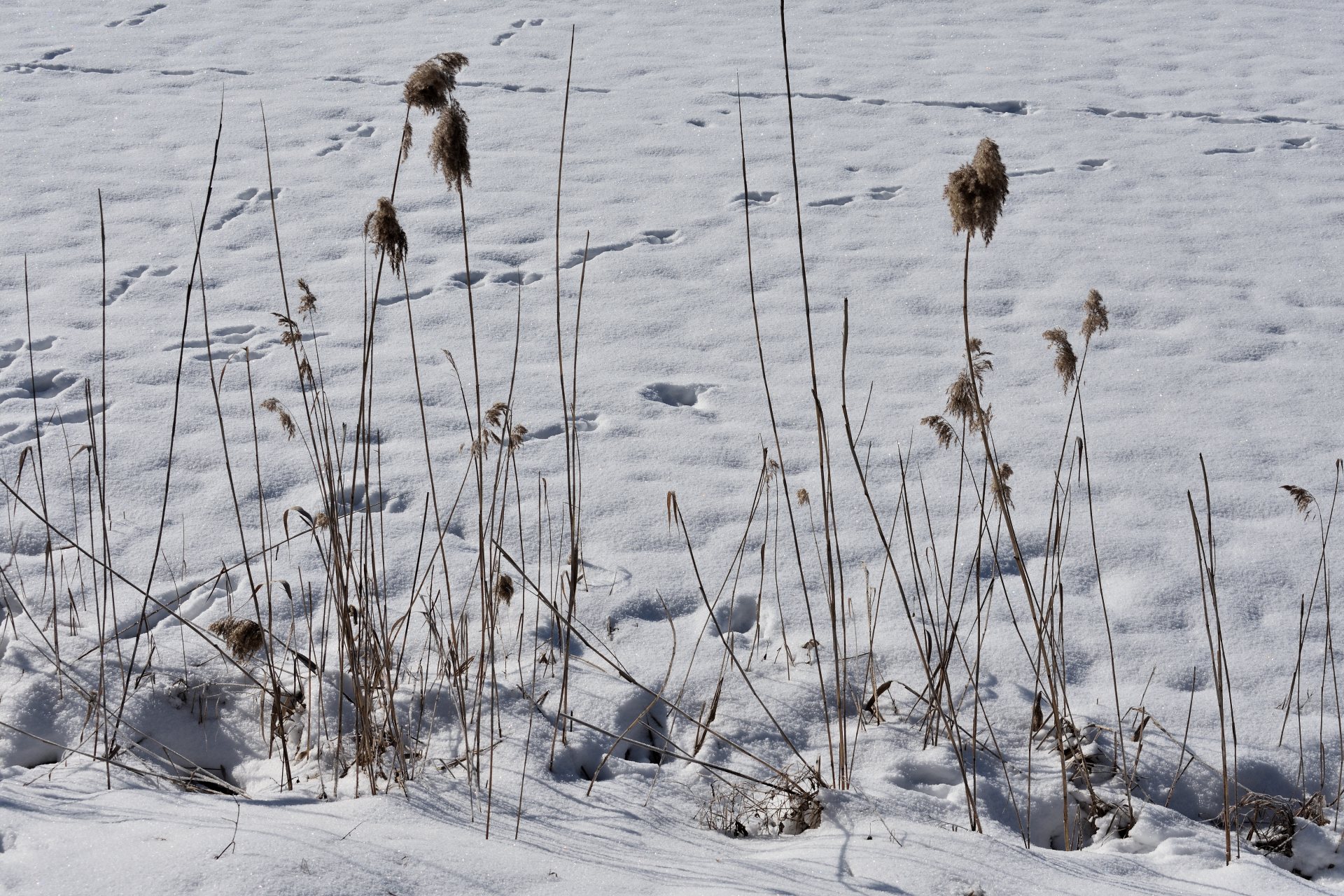 2021 - Der Winter in Bildern! (Bildergalerie 14/14)