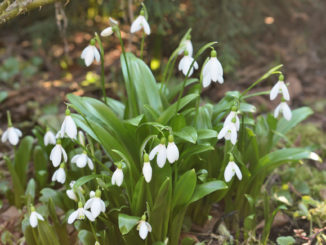 Sobald die ersten Sonnenstrahlen ihren Weg zu uns gefunden haben, grünt und blüht der Frühling allerorten - und verströmt seinen unverwechselbaren Duft.