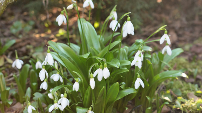 Sobald die ersten Sonnenstrahlen ihren Weg zu uns gefunden haben, grünt und blüht der Frühling allerorten - und verströmt seinen unverwechselbaren Duft.