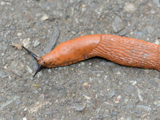 Kleine Schnecke, große Wirkung - bereits ein einzelnes Tierchen kann im heimischen Gemüsebeet eine Schneise der Verwüstung hinterlassen...