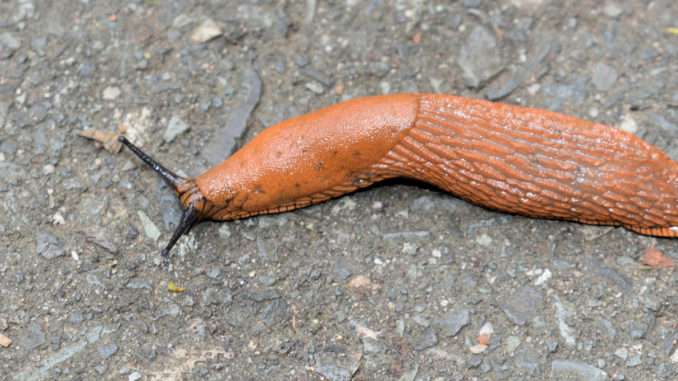 Kleine Schnecke, große Wirkung - bereits ein einzelnes Tierchen kann im heimischen Gemüsebeet eine Schneise der Verwüstung hinterlassen...