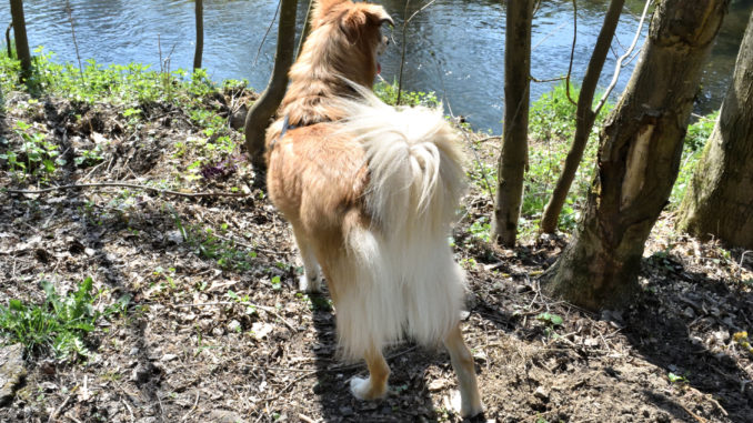 Die meisten Hunde können von Outdoor-Aktivitäten gar nicht genug bekommen. Hauptsache, die Bezugsperson ist immer mit von der Partie - denn gemeinsam macht's mehr Spaß!