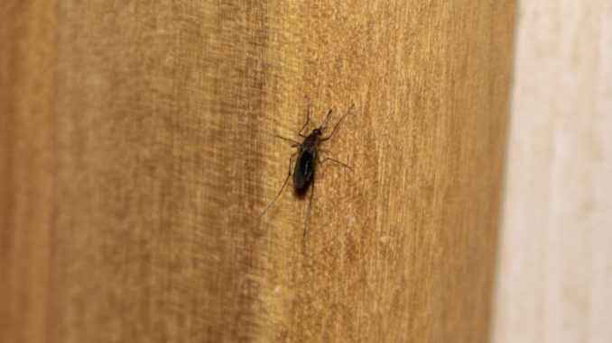 »Bsss... wen steche ich als nächstes?« Stechmücken feiern im Sommer Hochsaison. Die Plagegeister haben es auf das Blut ihrer menschlichen Opfer abgesehen!