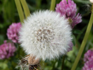 Eine der wenigen Pflanzen, auf die man im Allgemeinen nicht allergisch reagiert: Der Löwenzahn. Ansonsten fliegen fast das ganze Jahr über Pollen, Allergene und Co.!