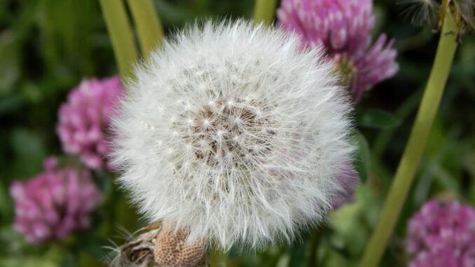 Eine der wenigen Pflanzen, auf die man im Allgemeinen nicht allergisch reagiert: Der Löwenzahn. Ansonsten fliegen fast das ganze Jahr über Pollen, Allergene und Co.!