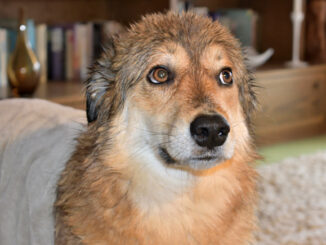 Nass, aber glücklich! 🐕 Nach einem Spaziergang im Regen ist erst einmal Abtrocknen angesagt. Sonst müffelt hund...