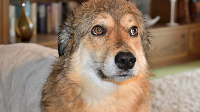 Nass, aber glücklich! 🐕 Nach einem Spaziergang im Regen ist erst einmal Abtrocknen angesagt. Sonst müffelt hund...