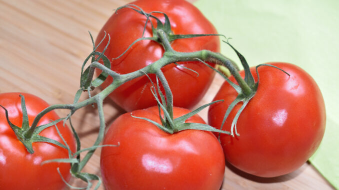 Strauchtomaten sind perfekt für selbstgemachten Tomatensaft. Sie schmecken besonders aromatisch und lassen sich leicht verarbeiten: Einfach pürieren und mit etwas Gemüsebrühe auffüllen. Fertig.